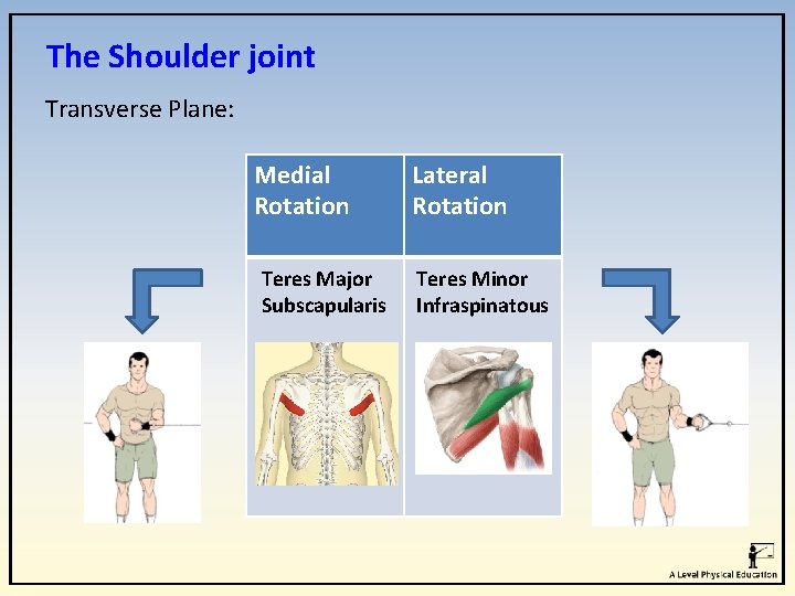 The Shoulder joint Transverse Plane: Medial Rotation Teres Major Subscapularis Lateral Rotation Teres Minor The Shoulder joint Transverse Plane: Medial Rotation Teres Major Subscapularis Lateral Rotation Teres Minor