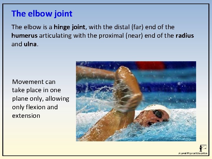 The elbow joint The elbow is a hinge joint, with the distal (far) end The elbow joint The elbow is a hinge joint, with the distal (far) end