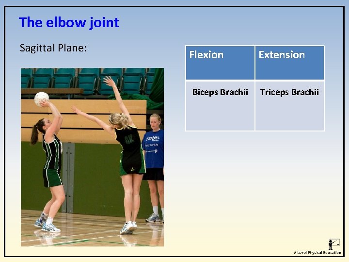 The elbow joint Sagittal Plane: Flexion Biceps Brachii Extension Triceps Brachii The elbow joint Sagittal Plane: Flexion Biceps Brachii Extension Triceps Brachii