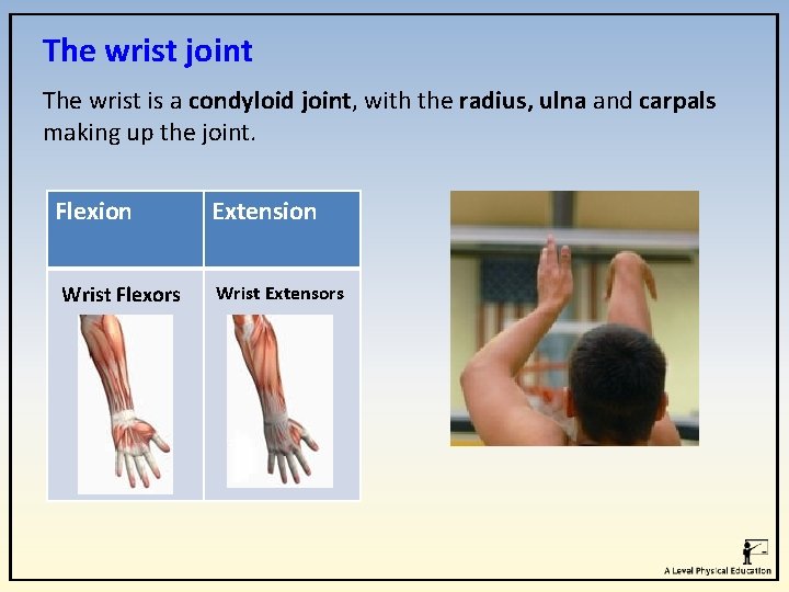 The wrist joint The wrist is a condyloid joint, with the radius, ulna and The wrist joint The wrist is a condyloid joint, with the radius, ulna and