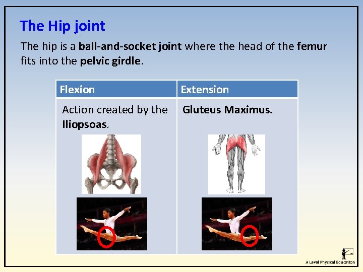 The Hip joint The hip is a ball-and-socket joint where the head of the The Hip joint The hip is a ball-and-socket joint where the head of the