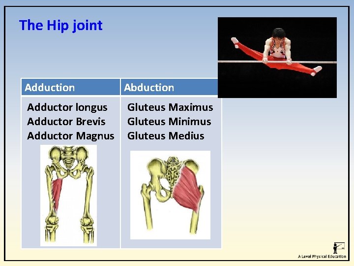 The Hip joint Adduction Adductor longus Adductor Brevis Adductor Magnus Abduction Gluteus Maximus Gluteus The Hip joint Adduction Adductor longus Adductor Brevis Adductor Magnus Abduction Gluteus Maximus Gluteus