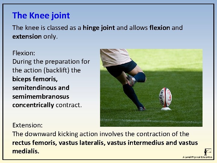 The Knee joint The knee is classed as a hinge joint and allows flexion The Knee joint The knee is classed as a hinge joint and allows flexion