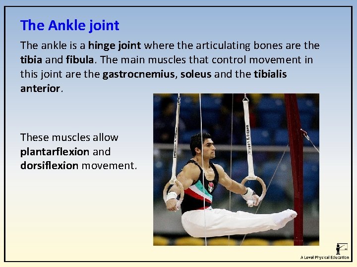 The Ankle joint The ankle is a hinge joint where the articulating bones are The Ankle joint The ankle is a hinge joint where the articulating bones are