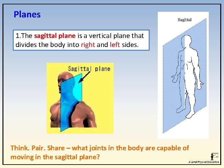 Planes 1. The sagittal plane is a vertical plane that divides the body into Planes 1. The sagittal plane is a vertical plane that divides the body into