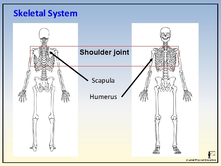Skeletal System Shoulder joint Scapula Humerus Skeletal System Shoulder joint Scapula Humerus