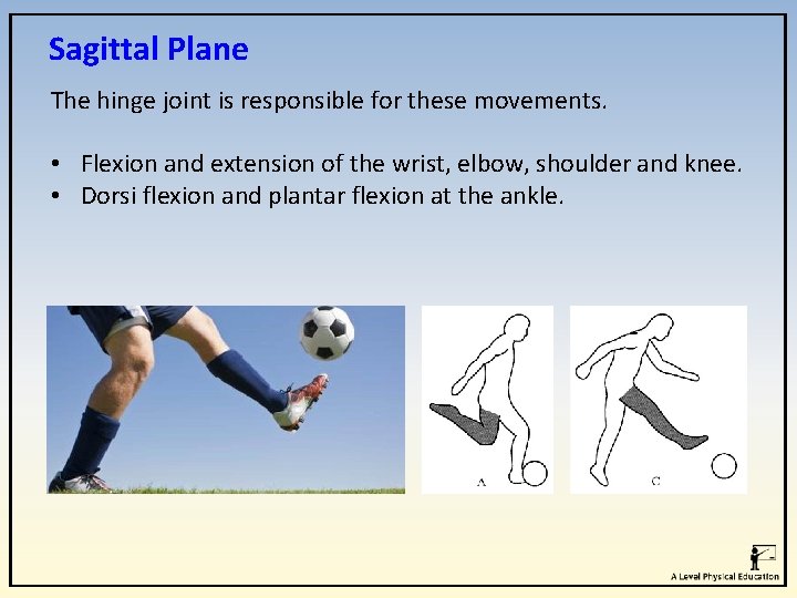 Sagittal Plane The hinge joint is responsible for these movements. • Flexion and extension Sagittal Plane The hinge joint is responsible for these movements. • Flexion and extension
