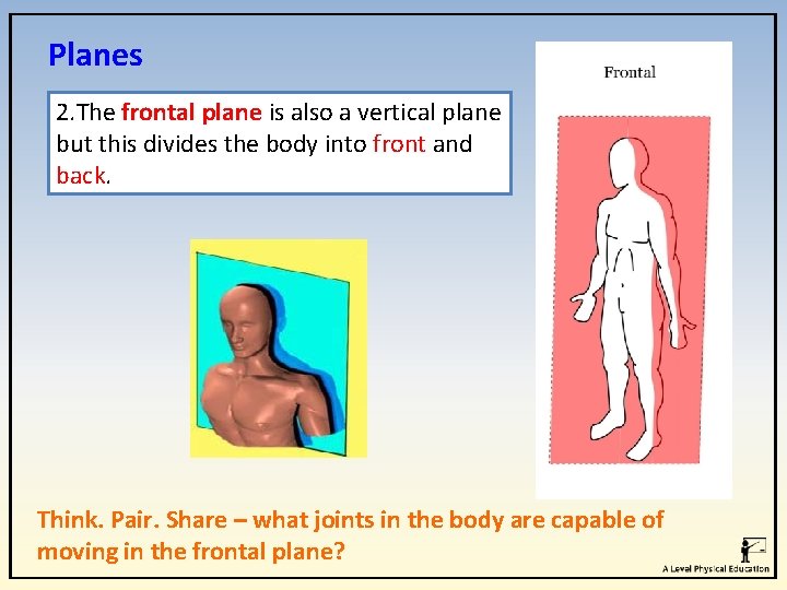 Planes 2. The frontal plane is also a vertical plane but this divides the Planes 2. The frontal plane is also a vertical plane but this divides the