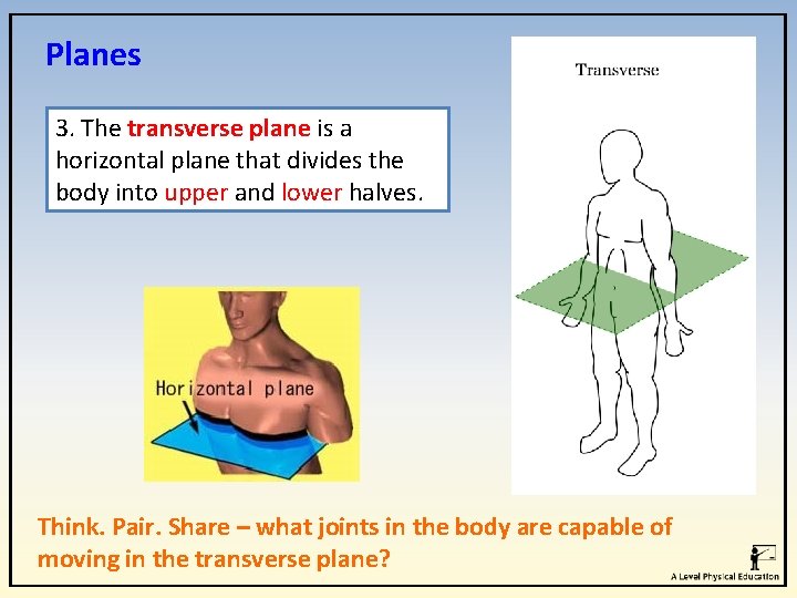 Planes 3. The transverse plane is a horizontal plane that divides the body into Planes 3. The transverse plane is a horizontal plane that divides the body into