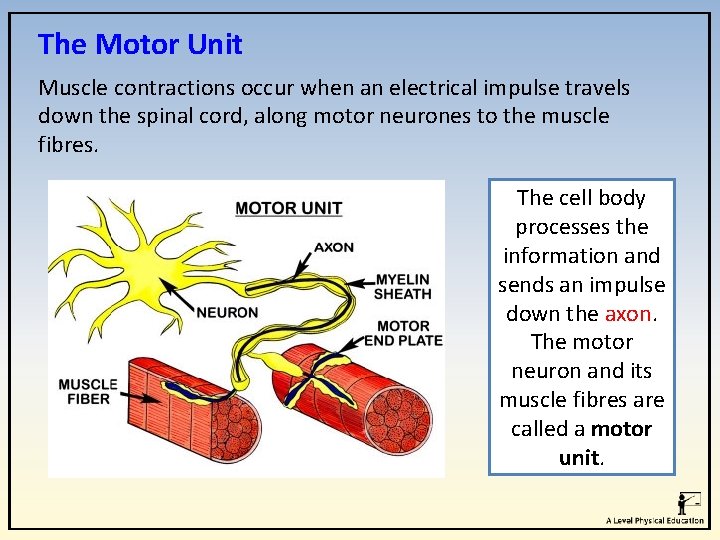 The Motor Unit Muscle contractions occur when an electrical impulse travels down the spinal The Motor Unit Muscle contractions occur when an electrical impulse travels down the spinal