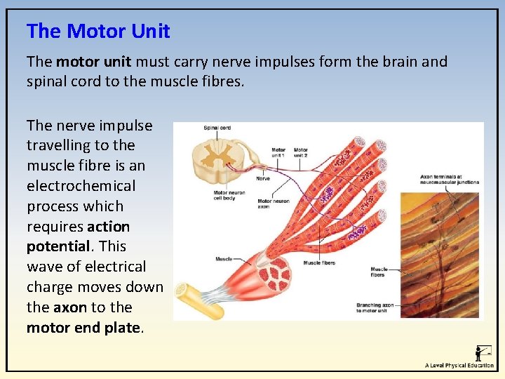 The Motor Unit The motor unit must carry nerve impulses form the brain and The Motor Unit The motor unit must carry nerve impulses form the brain and