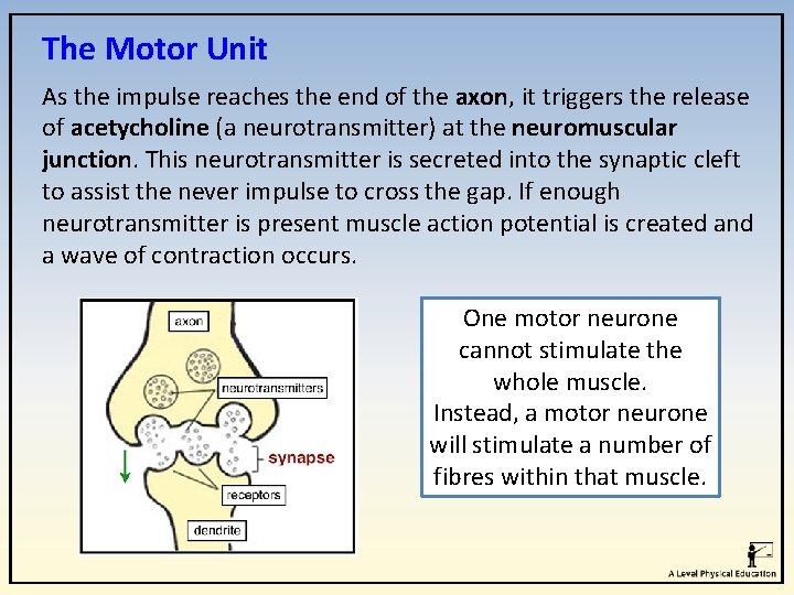 The Motor Unit As the impulse reaches the end of the axon, it triggers The Motor Unit As the impulse reaches the end of the axon, it triggers