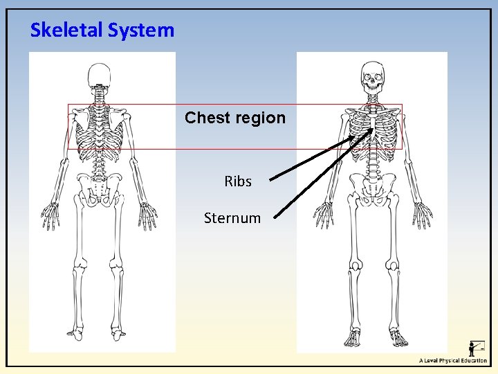 Skeletal System Chest region Ribs Sternum Skeletal System Chest region Ribs Sternum