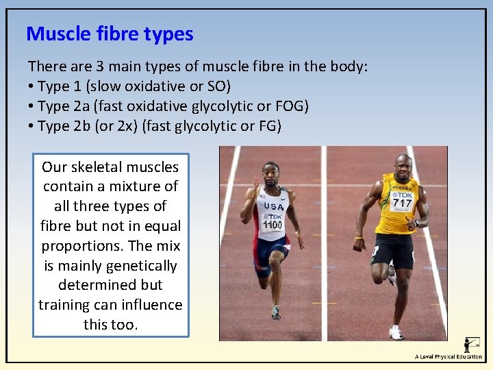 Muscle fibre types There are 3 main types of muscle fibre in the body: Muscle fibre types There are 3 main types of muscle fibre in the body: