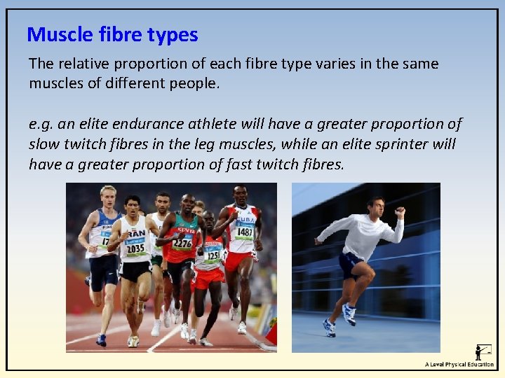 Muscle fibre types The relative proportion of each fibre type varies in the same Muscle fibre types The relative proportion of each fibre type varies in the same