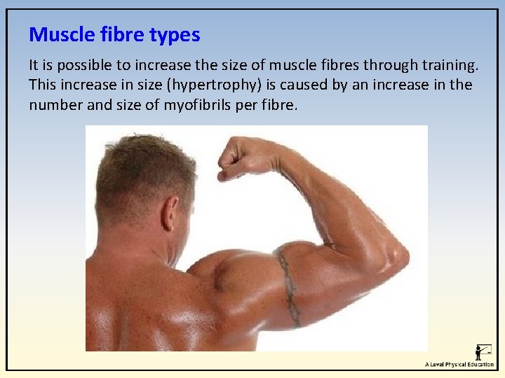 Muscle fibre types It is possible to increase the size of muscle fibres through Muscle fibre types It is possible to increase the size of muscle fibres through