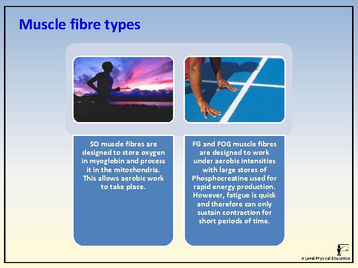 Muscle fibre types SO muscle fibres are designed to store oxygen in myoglobin and Muscle fibre types SO muscle fibres are designed to store oxygen in myoglobin and
