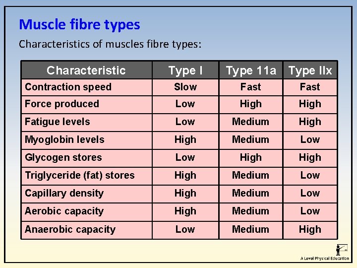 Muscle fibre types Characteristics of muscles fibre types: Characteristic Type I Type 11 a Muscle fibre types Characteristics of muscles fibre types: Characteristic Type I Type 11 a