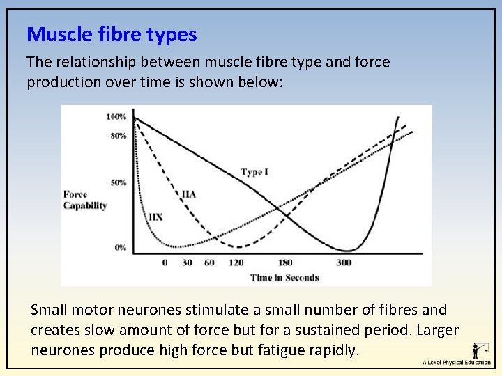 Muscle fibre types The relationship between muscle fibre type and force production over time Muscle fibre types The relationship between muscle fibre type and force production over time