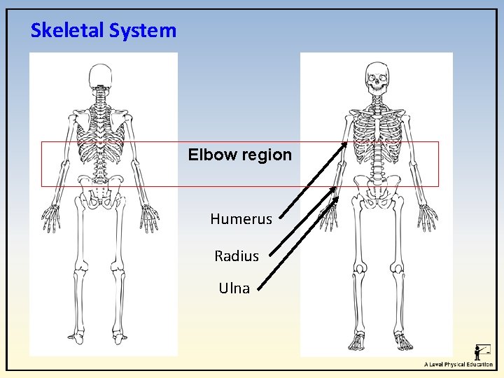 Skeletal System Elbow region Humerus Radius Ulna Skeletal System Elbow region Humerus Radius Ulna