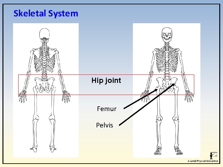 Skeletal System Hip joint Femur Pelvis Skeletal System Hip joint Femur Pelvis