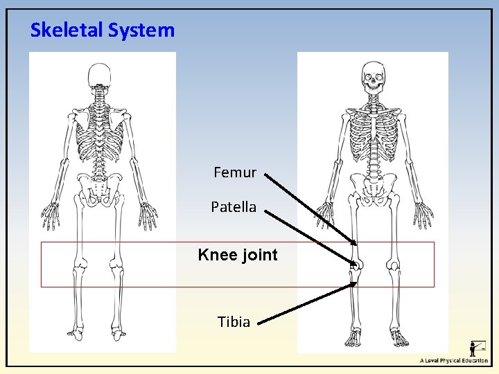 Skeletal System Femur Patella Knee joint Tibia Skeletal System Femur Patella Knee joint Tibia