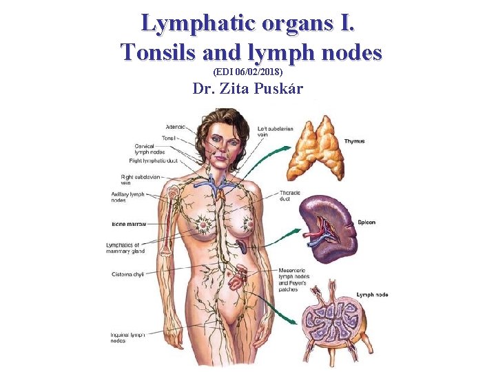 Lymphatic organs I. Tonsils and lymph nodes (EDI 06/02/2018) Dr. Zita Puskár 