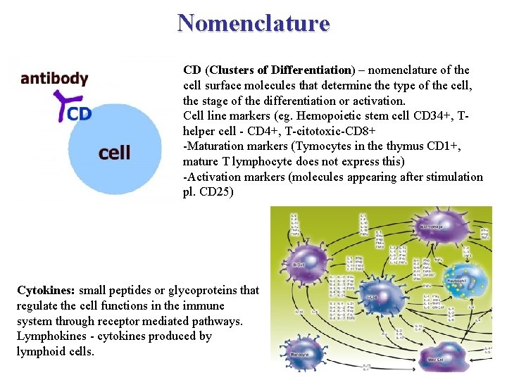 Nomenclature CD (Clusters of Differentiation) – nomenclature of the cell surface molecules that determine
