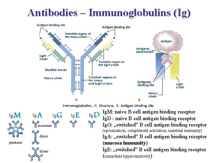 Antibodies – Immunoglobulins (Ig) monomer Ig. M: naive B cell antigen binding receptor Ig.
