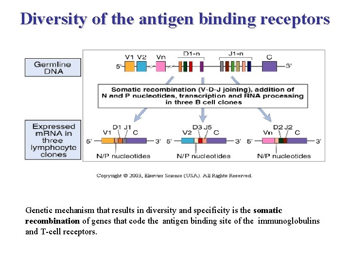 Diversity of the antigen binding receptors Genetic mechanism that results in diversity and specificity