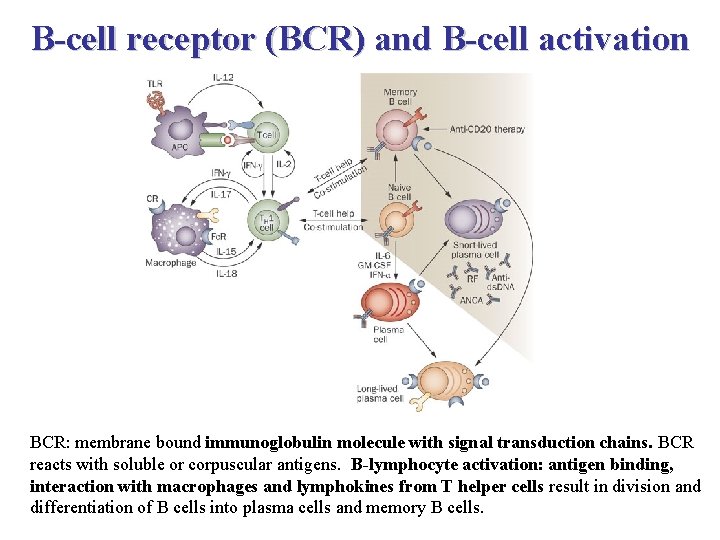 B-cell receptor (BCR) and B-cell activation BCR: membrane bound immunoglobulin molecule with signal transduction