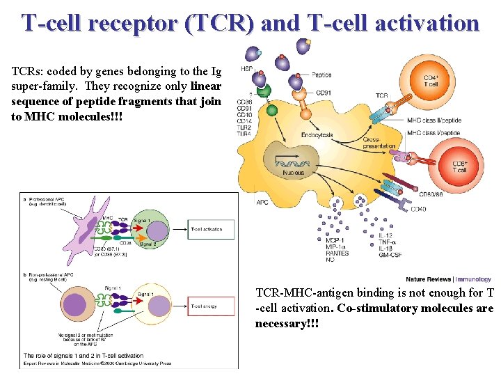 T-cell receptor (TCR) and T-cell activation TCRs: coded by genes belonging to the Ig