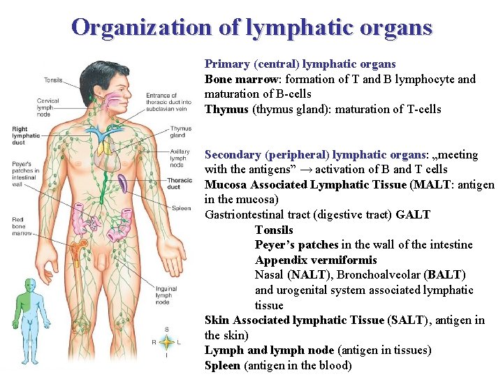 Organization of lymphatic organs Primary (central) lymphatic organs Bone marrow: formation of T and