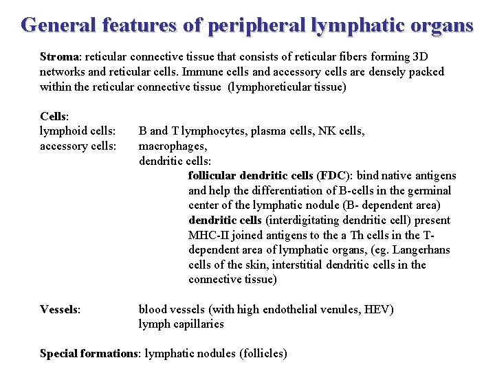 General features of peripheral lymphatic organs Stroma: reticular connective tissue that consists of reticular
