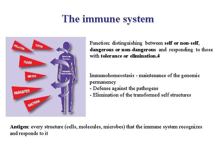 The immune system Function: distinguishing between self or non-self, dangerous or non-dangerous and responding