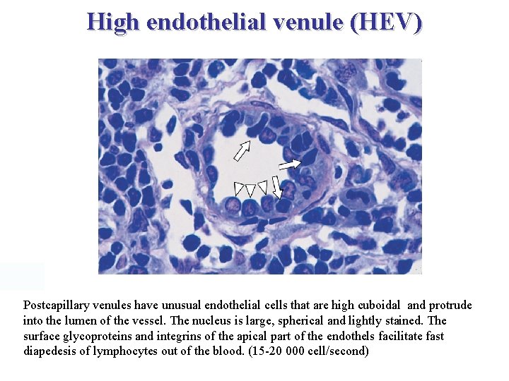 High endothelial venule (HEV) Postcapillary venules have unusual endothelial cells that are high cuboidal