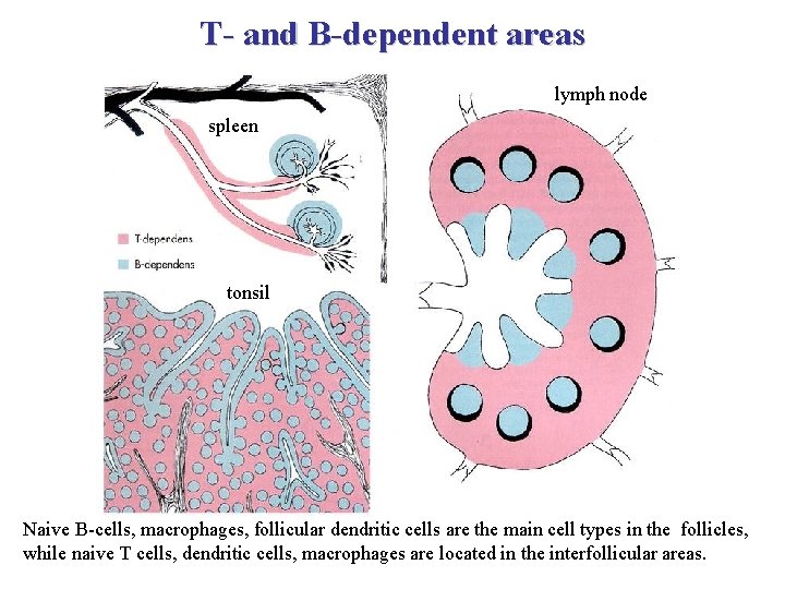 T- and B-dependent areas lymph node spleen tonsil Naive B-cells, macrophages, follicular dendritic cells