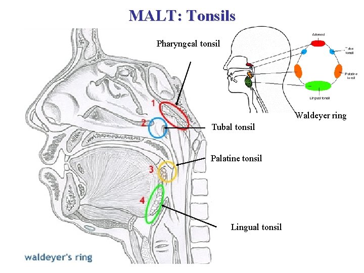 MALT: Tonsils Pharyngeal tonsil Waldeyer ring Tubal tonsil Palatine tonsil Lingual tonsil 