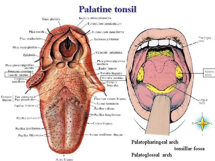 Palatine tonsil Palatopharingeal arch tonsillar fossa Palatoglossal arch 
