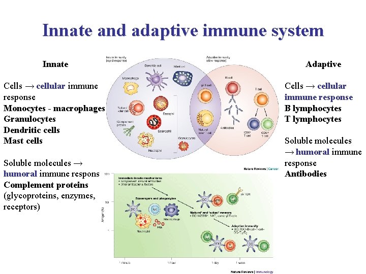Innate and adaptive immune system Innate Cells → cellular immune response Monocytes - macrophages