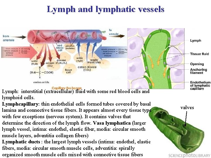 Lymph and lymphatic vessels Lymph: interstitial (extracellular) fluid with some red blood cells and