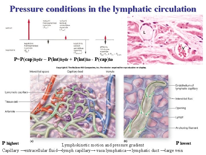 Pressure conditions in the lymphatic circulation P=P(cap)hydr – P(int)hydr + P(int)ko - P(cap)ko P