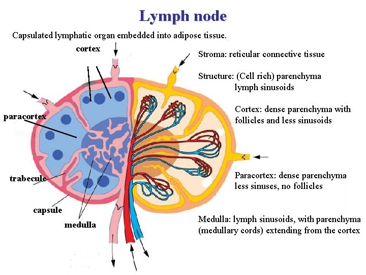 Lymph node Capsulated lymphatic organ embedded into adipose tissue. cortex Stroma: reticular connective tissue