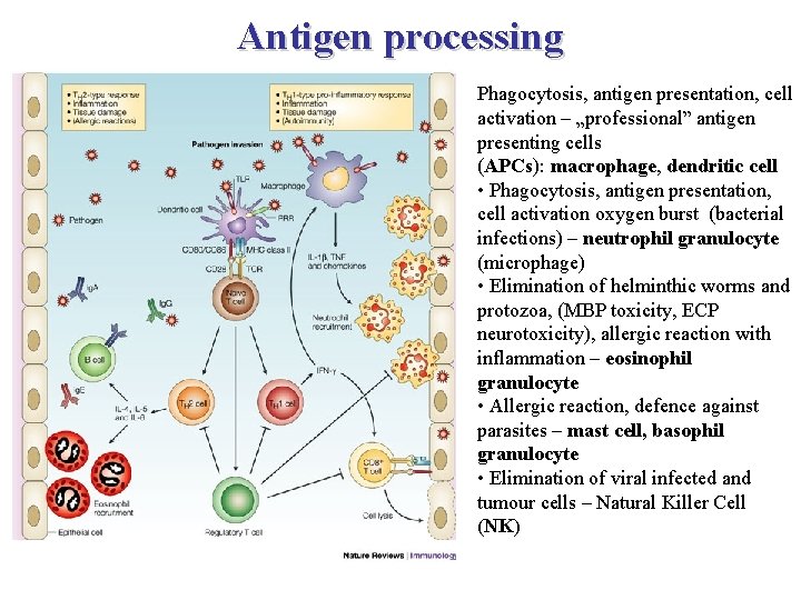 Antigen processing Phagocytosis, antigen presentation, cell activation – „professional” antigen presenting cells (APCs): macrophage,