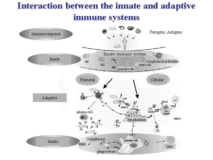 Interaction between the innate and adaptive immune systems Patogens, Antigens Immune response Innate immune