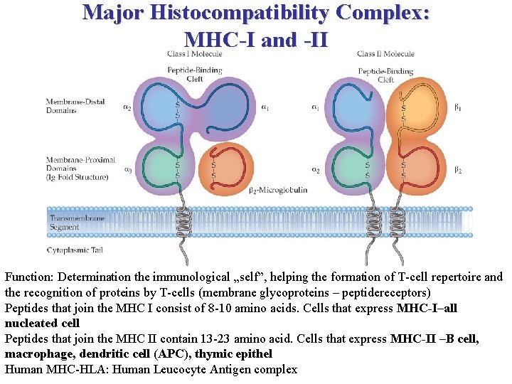 Major Histocompatibility Complex: MHC-I and -II Function: Determination the immunological „self”, helping the formation