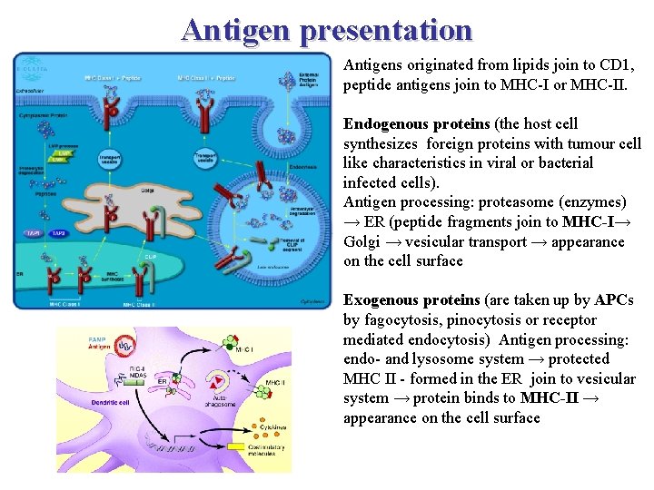 Antigen presentation Antigens originated from lipids join to CD 1, peptide antigens join to