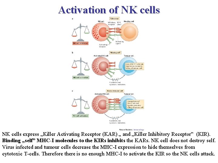 Activation of NK cells express „Killer Activating Receptor (KAR) „ and „Killer Inhibitory Receptor”