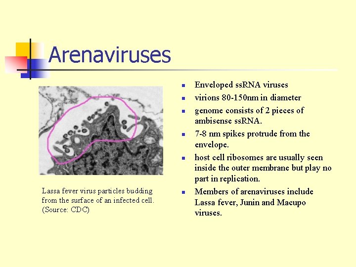 Arenaviruses n n n Lassa fever virus particles budding from the surface of an
