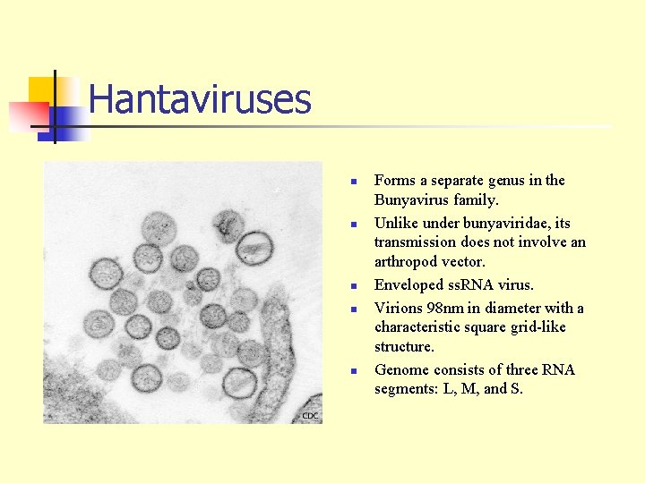 Hantaviruses n n n Forms a separate genus in the Bunyavirus family. Unlike under